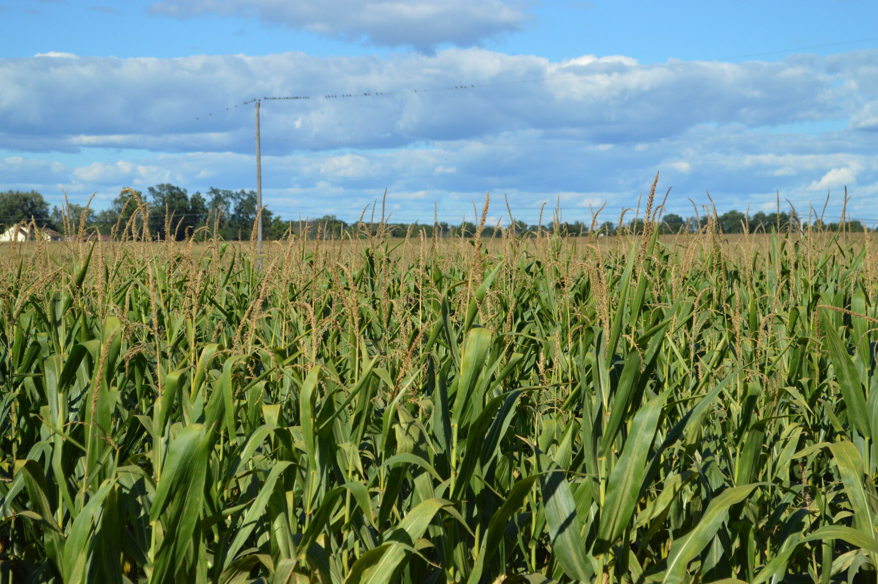 Corn